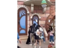 成疑！兔帽女是否打小孩成最大争议尊龙凯时